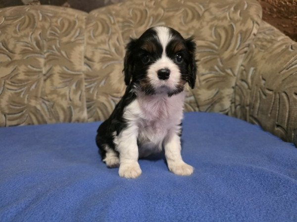 cavalier king charles spániel