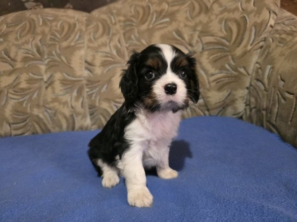 cavalier king charles spániel