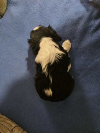 cavalier king charles spániel