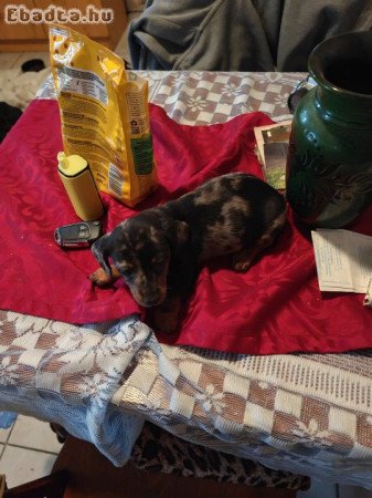 Törpe tacskó kiskutyák.