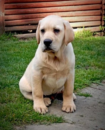 Labrador retriever