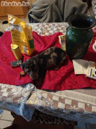 Törpe tacskó kiskutyák.