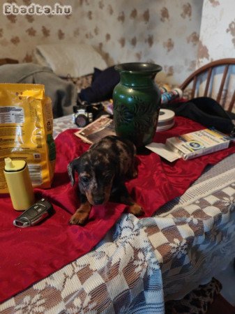 Törpe tacskó kiskutyák.