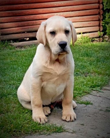 Labrador retriever