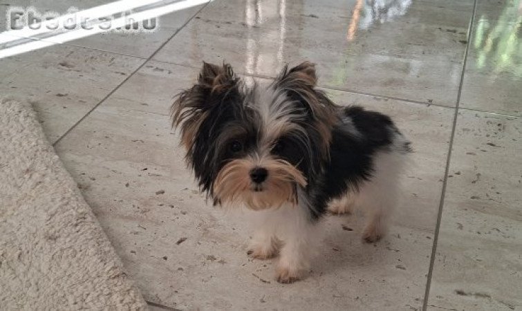 Mini Biewer Yorkshire terrier kisfiú yorki