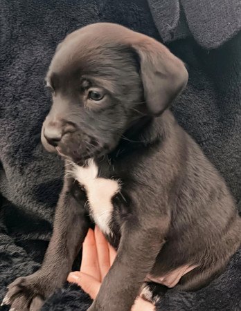 Ingyen elvihető kiskutyák