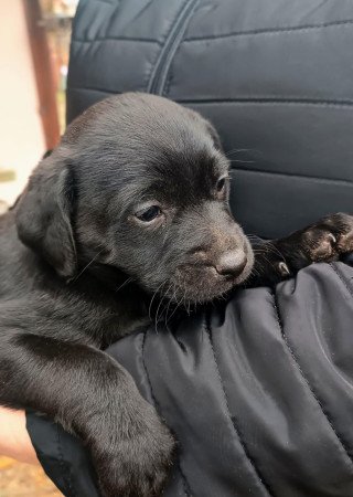 Ingyen elvihető kiskutyák