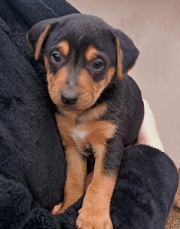 Ingyen elvihető kiskutyák