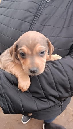 Ingyen elvihető kiskutyák