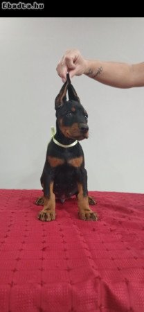 9 hetes dobermann kutyusok gazdit keresnek