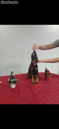 9 hetes dobermann kutyusok gazdit keresnek