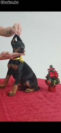9 hetes dobermann kutyusok gazdit keresnek