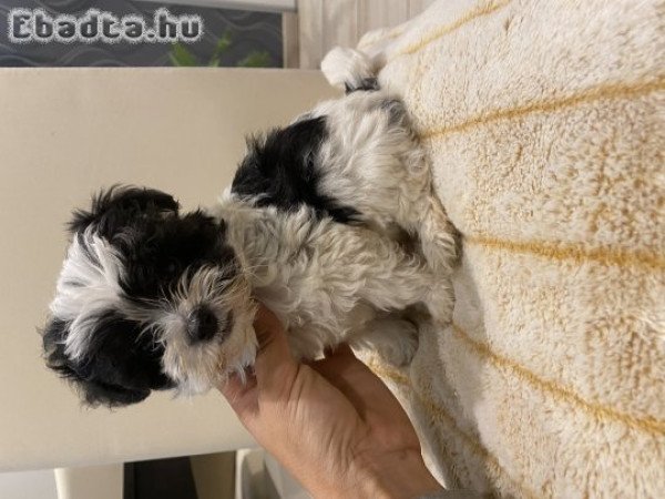 Bichon havanese nagyon szép kisfiú