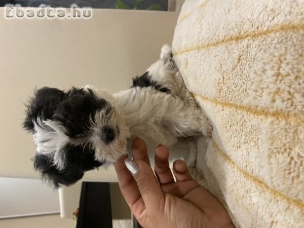 Bichon havanese nagyon szép kisfiú