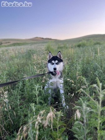 1 éves Husky kutyus