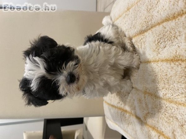 Bichon havanese nagyon szép kisfiú