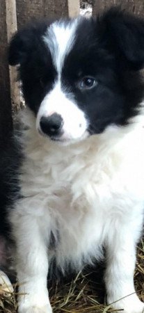 Border collie
