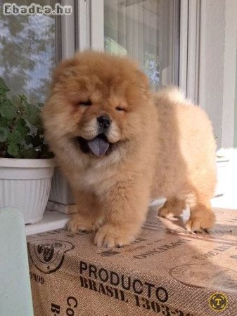 Chow Chow kölykök