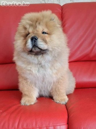 Chow Chow kölykök