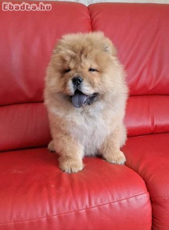 Chow Chow kölykök