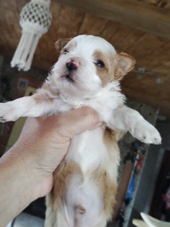 Bichon havanese