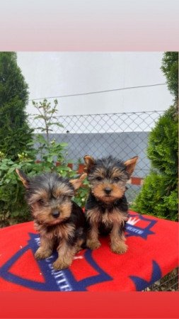 Yorkshire terrier