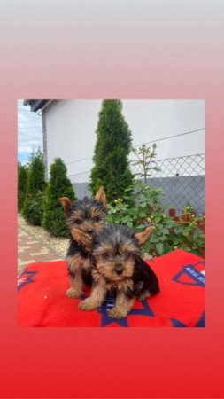 Yorkshire terrier