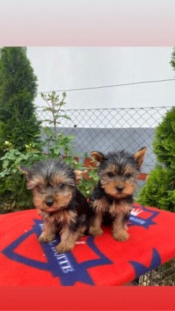 Yorkshire terrier