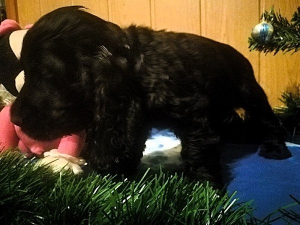 Angol Cocker Spániel