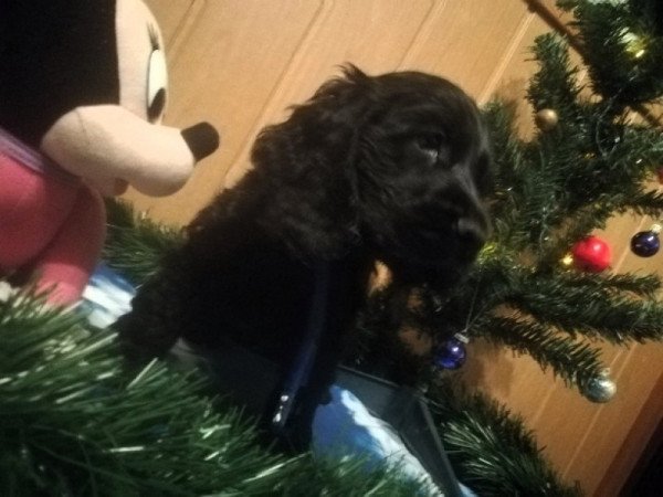 Angol Cocker Spániel