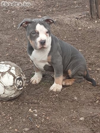 American bully kiskutyák