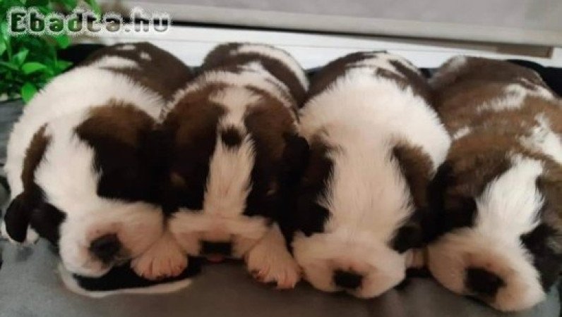 Eladó Bernáthegyi kiskutyák