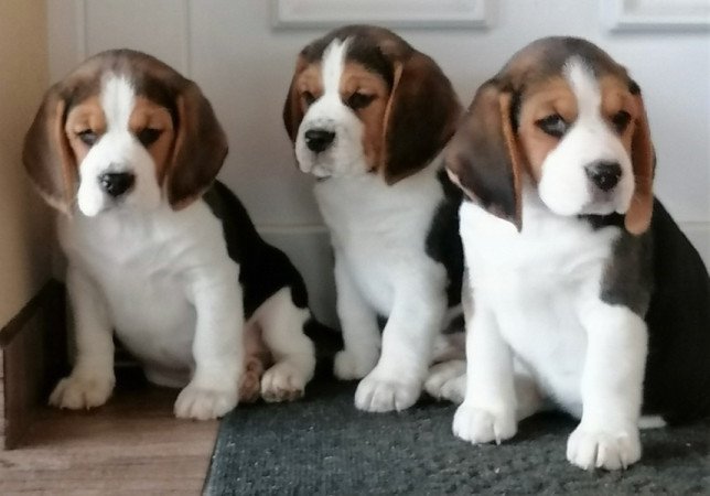 Beagle