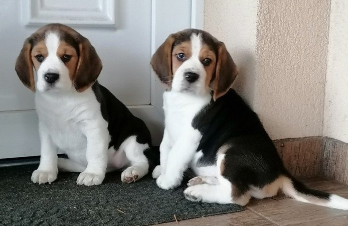 Beagle