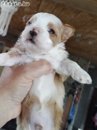 Bichon havanese