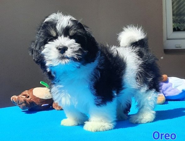 Bichon Havanese