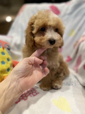 Máltai selyemkutya - törpe uszkár