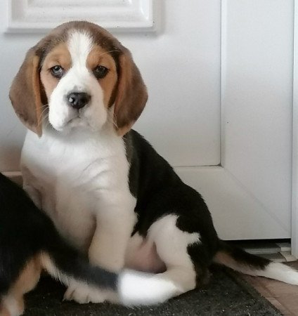 Beagle