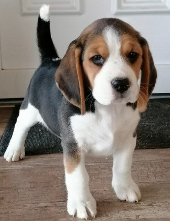 Beagle