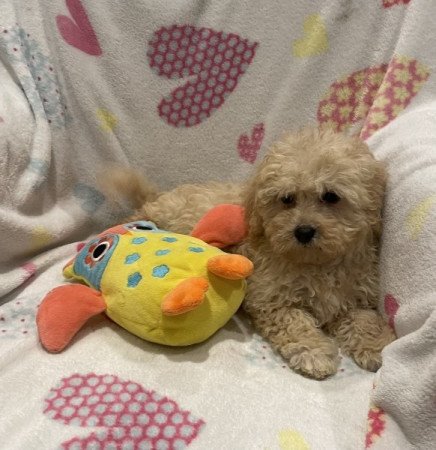 Máltai selyemkutya - törpe uszkár