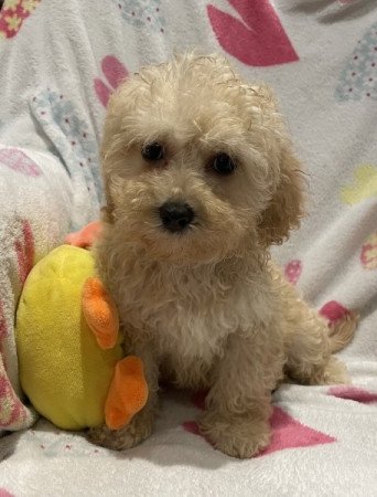 Máltai selyemkutya - törpe uszkár