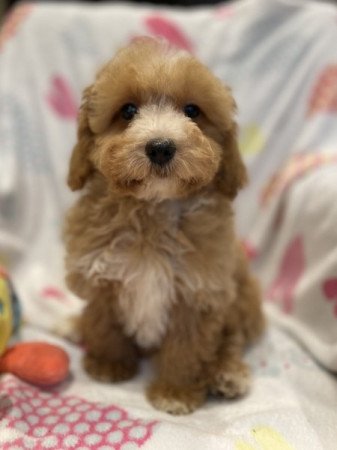 Máltai selyemkutya - törpe uszkár