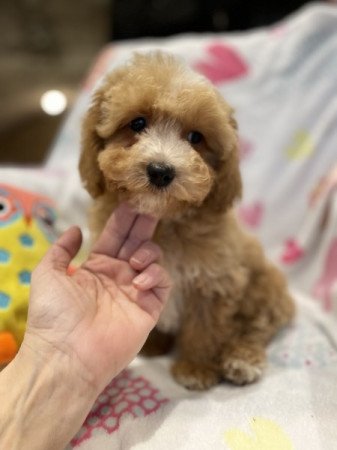 Máltai selyemkutya - törpe uszkár