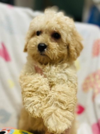 Máltai selyemkutya - törpe uszkár