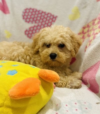 Máltai selyemkutya - törpe uszkár