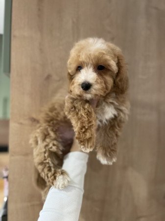 Máltai selyemkutya - törpe uszkár