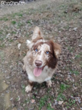 Eladó Border collie