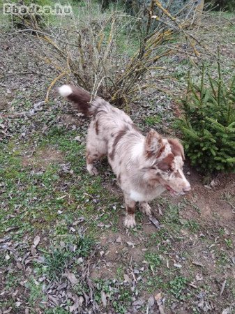 Eladó Border collie
