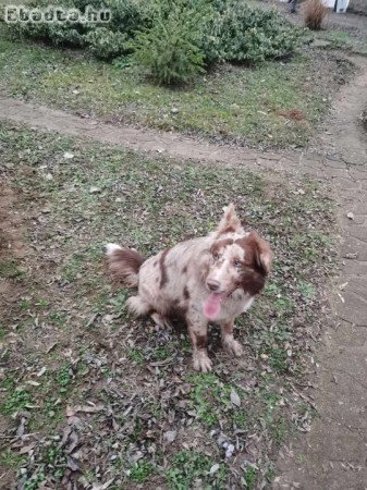 Eladó Border collie