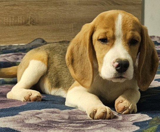 Beagle